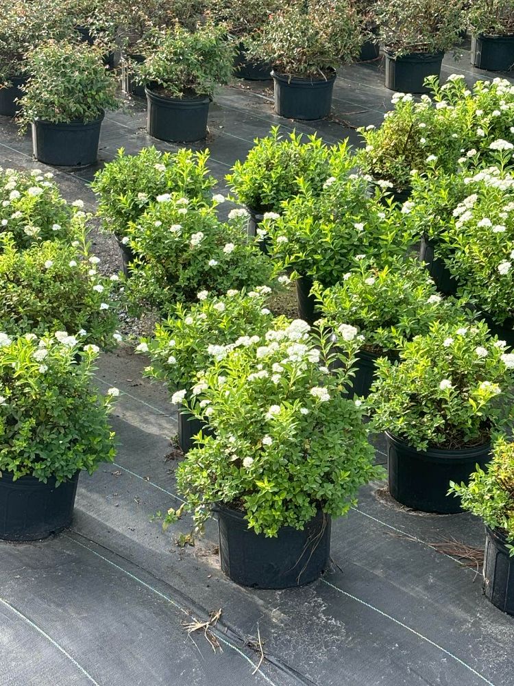 spiraea-japonica-conspiyet-empire-trade-yeti-trade-spiraea