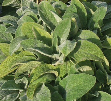 stachys-byzantina-helen-von-stein-lamb-s-ears