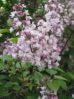 syringa-hyacinthiflora-anabel-early-flowering-lilac