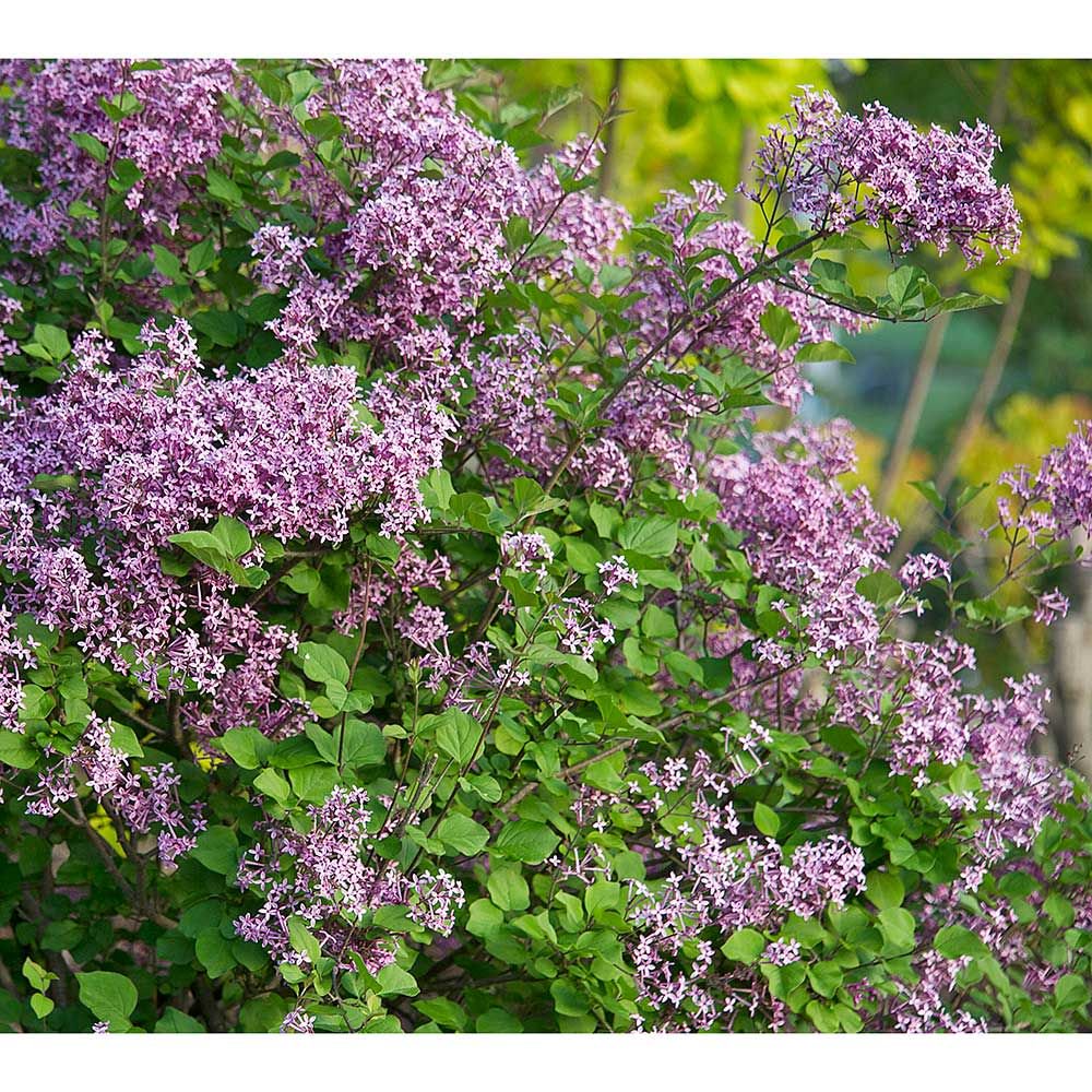 syringa-smsjbp7-bloomerang-reg-dark-purple-lilac