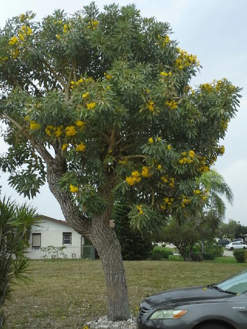 tabebuia-caraiba-yellow-trumpet-tree-tabebuia-argentea-silver-trumpet-tree-tabebuia-aurea