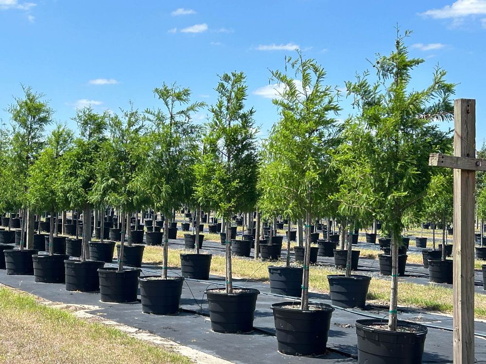 taxodium-distichum-bald-cypress