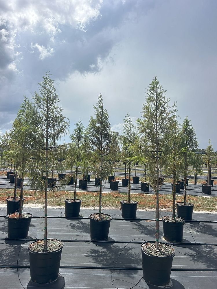 taxodium-distichum-bald-cypress