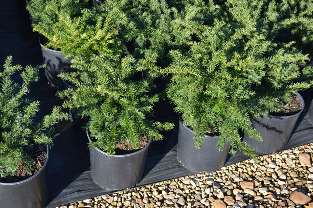 taxus-baccata-repandens-english-yew-spreading