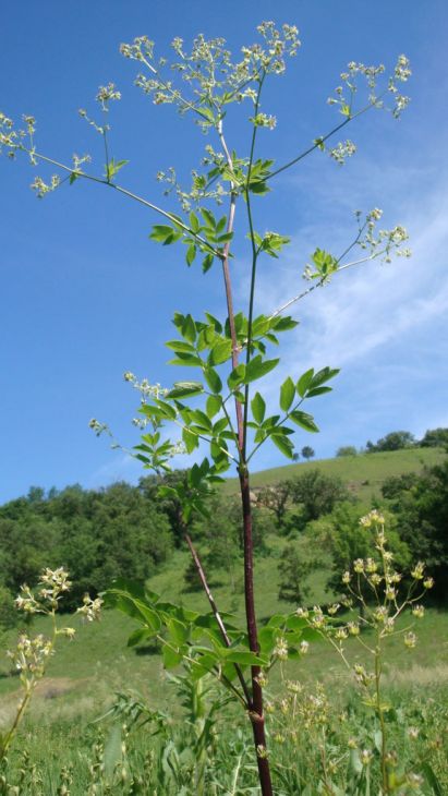 thalictrum-dasycarpum-purple-meadow-rue