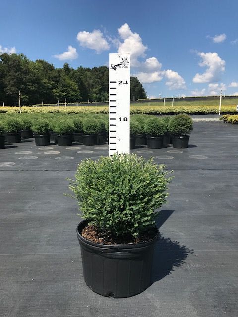 thuja-occidentalis-mr-bowling-ball-arborvitae-bobozam-false-white-cedar