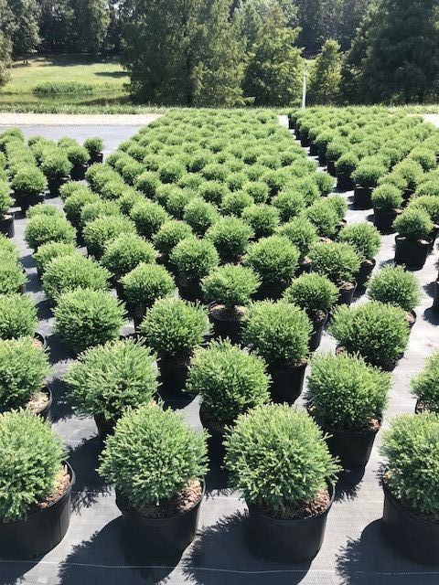 thuja-occidentalis-mr-bowling-ball-arborvitae-bobozam-false-white-cedar