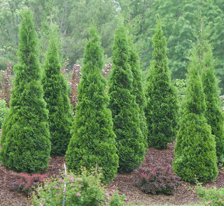 thuja-occidentalis-north-pole-arborvitae-false-white-cedar