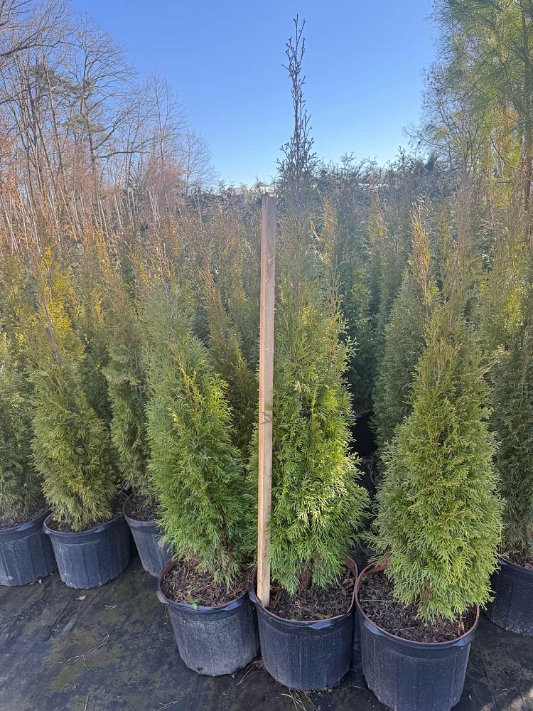 thuja-occidentalis-smaragd-arborvitae-emerald-green-false-white-cedar