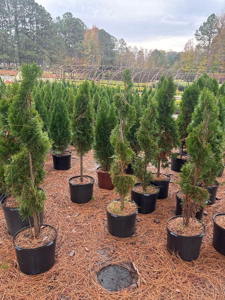 thuja-occidentalis-smaragd-arborvitae-emerald-green-false-white-cedar