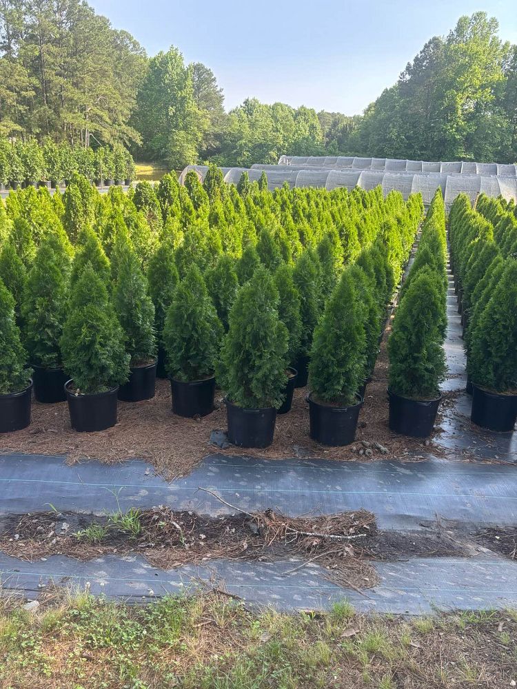 thuja-occidentalis-smaragd-arborvitae-emerald-green-false-white-cedar