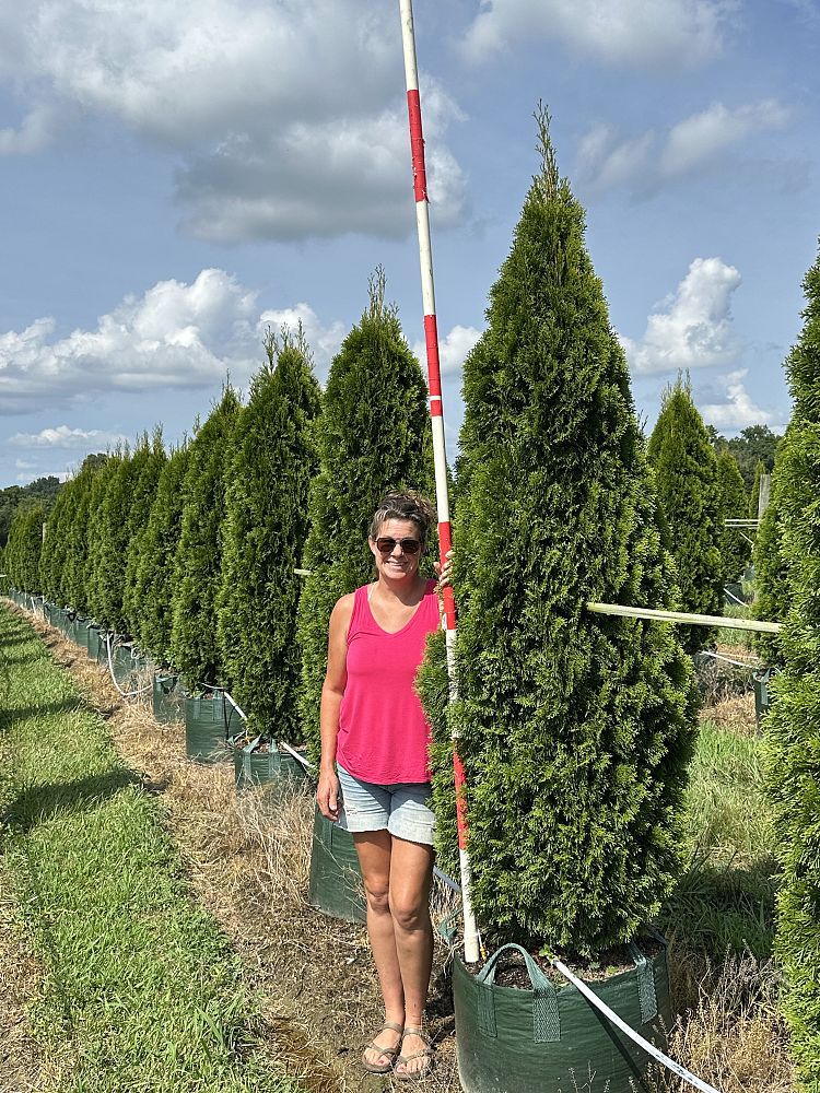 thuja-occidentalis-smaragd-arborvitae-emerald-green-false-white-cedar