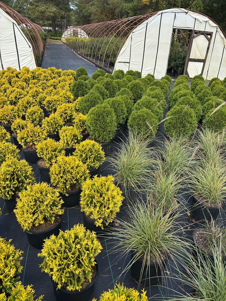 thuja-occidentalis-sunkist-arborvitae-false-white-cedar