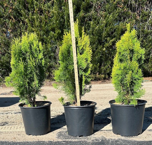 thuja-orientalis-berkman-s-golden-oriental-arborvitae-platycladus-orientalis