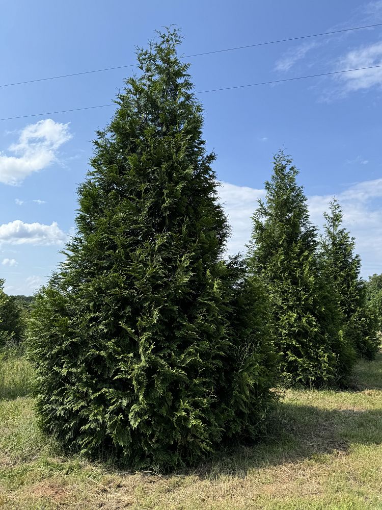 thuja-plicata-green-giant-western-red-cedar-giant-arborvitae