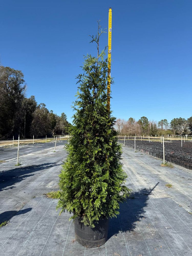 thuja-plicata-green-giant-western-red-cedar-giant-arborvitae