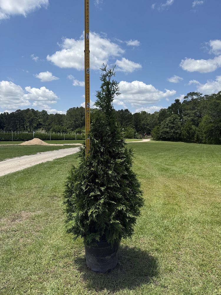 thuja-plicata-green-giant-western-red-cedar-giant-arborvitae