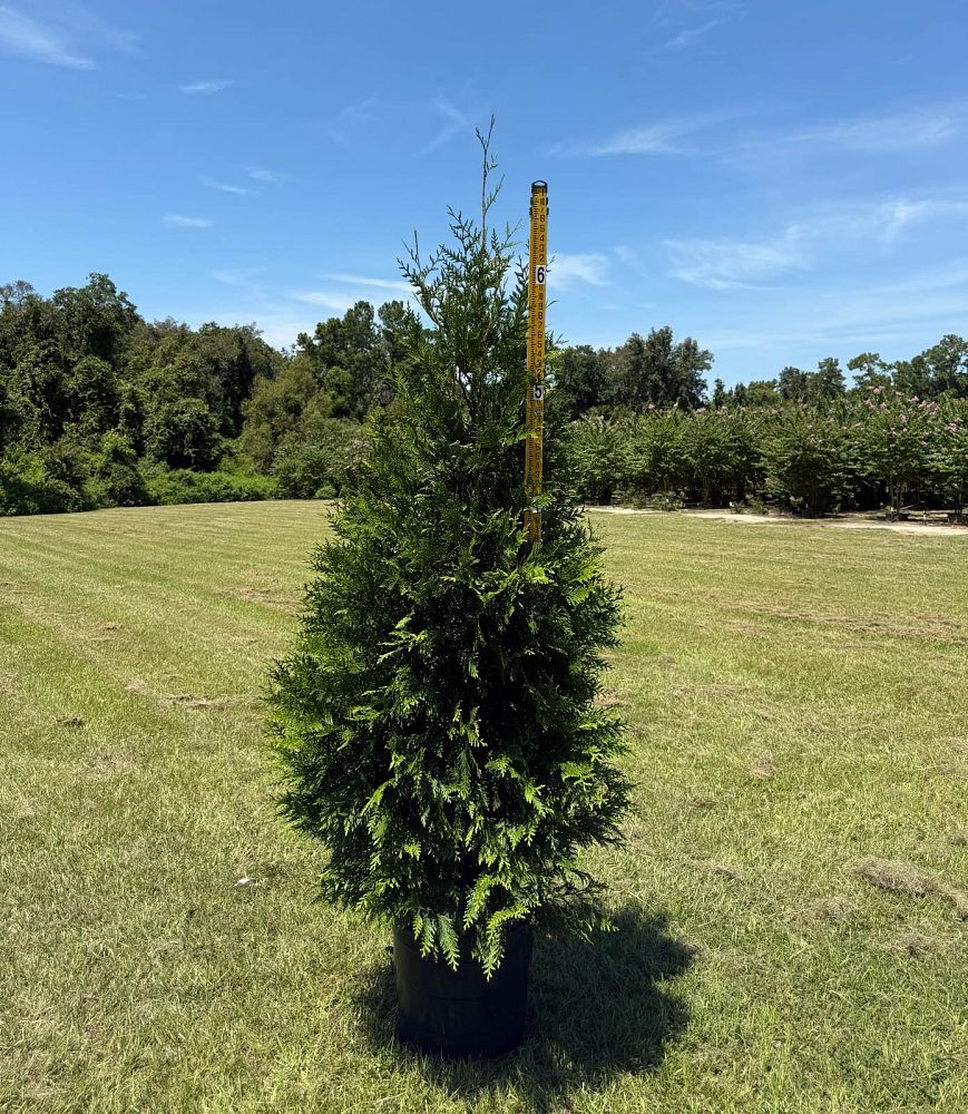 thuja-plicata-green-giant-western-red-cedar-giant-arborvitae