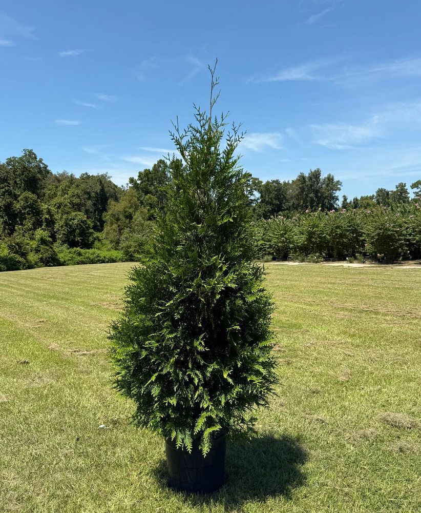 thuja-plicata-green-giant-western-red-cedar-giant-arborvitae
