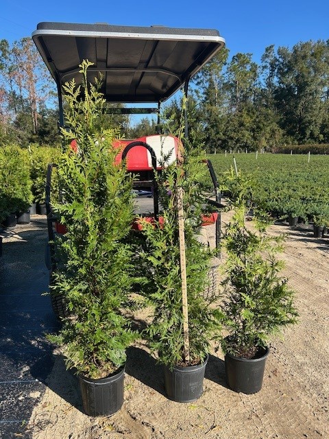 thuja-plicata-green-giant-western-red-cedar-giant-arborvitae