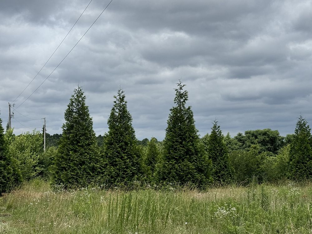 thuja-plicata-green-giant-western-red-cedar-giant-arborvitae