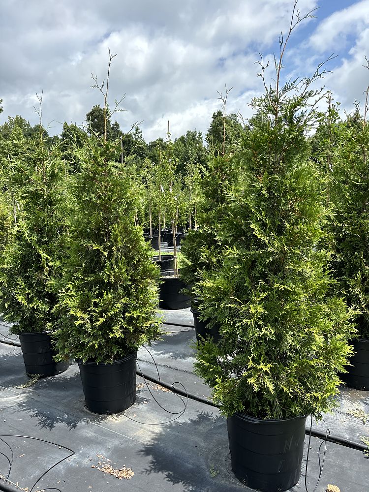 thuja-plicata-green-giant-western-red-cedar-giant-arborvitae