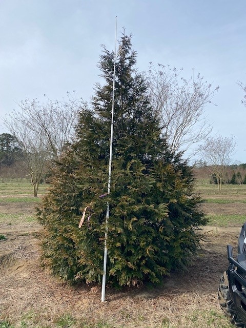 thuja-plicata-green-giant-western-red-cedar-giant-arborvitae