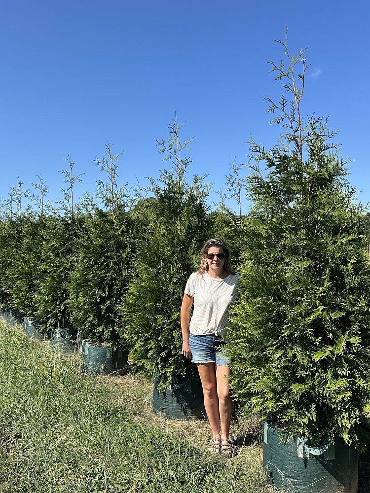 thuja-plicata-green-giant-western-red-cedar-giant-arborvitae