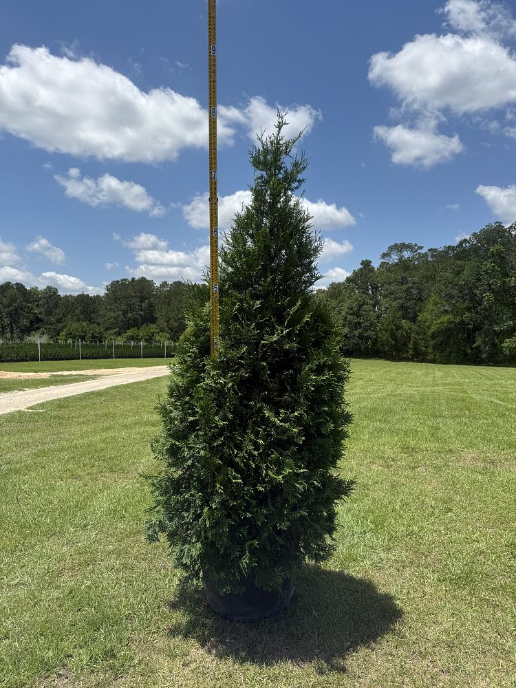 thuja-plicata-green-giant-western-red-cedar-giant-arborvitae