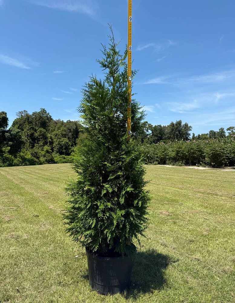 thuja-plicata-green-giant-western-red-cedar-giant-arborvitae