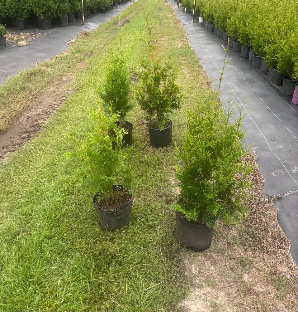 thuja-plicata-green-giant-western-red-cedar-giant-arborvitae