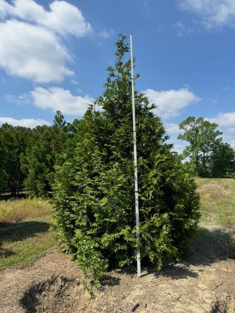 thuja-plicata-green-giant-western-red-cedar-giant-arborvitae