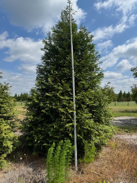 thuja-plicata-green-giant-western-red-cedar-giant-arborvitae