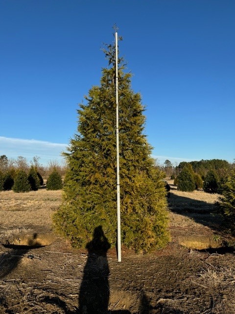 thuja-plicata-green-giant-western-red-cedar-giant-arborvitae