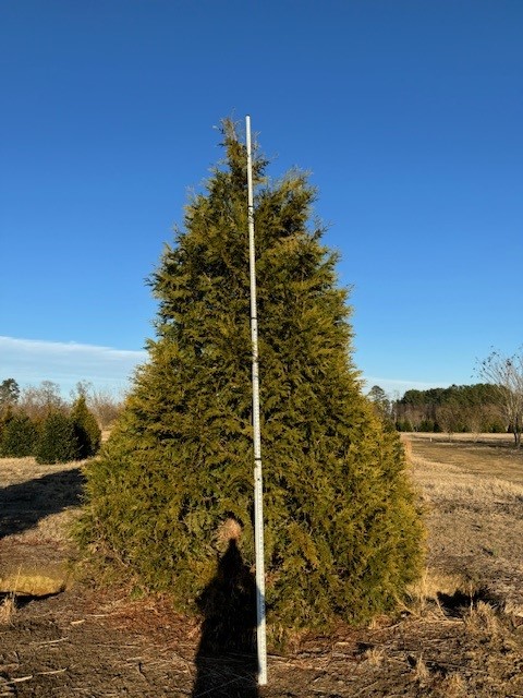 thuja-plicata-green-giant-western-red-cedar-giant-arborvitae