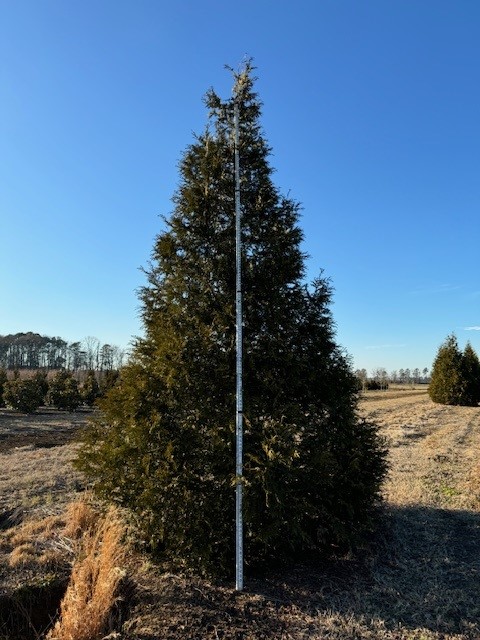 thuja-plicata-green-giant-western-red-cedar-giant-arborvitae