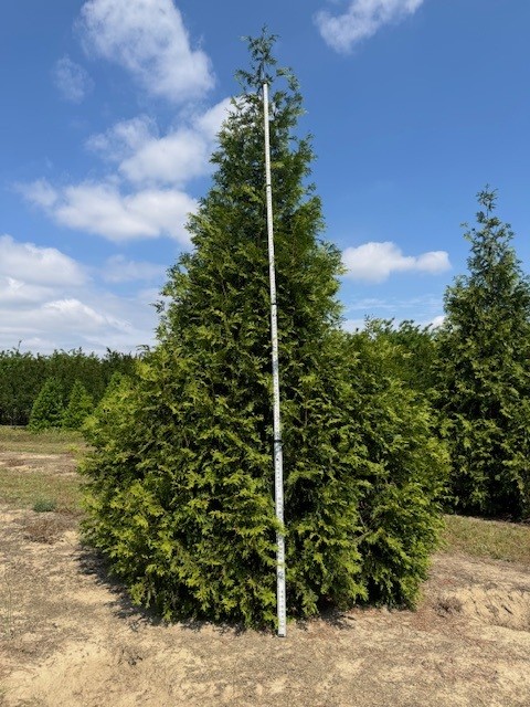 thuja-plicata-green-giant-western-red-cedar-giant-arborvitae