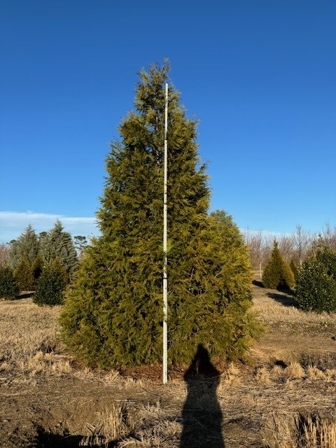 thuja-plicata-green-giant-western-red-cedar-giant-arborvitae