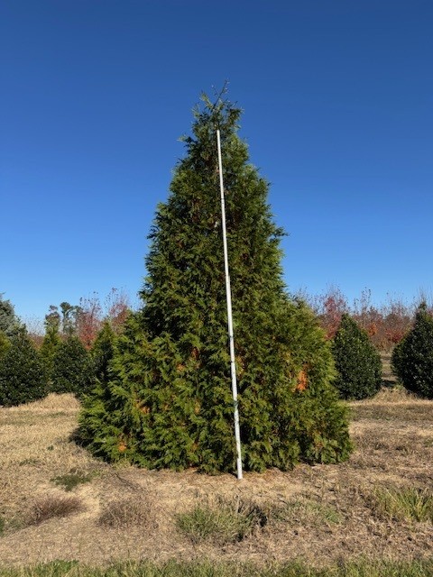 thuja-plicata-green-giant-western-red-cedar-giant-arborvitae