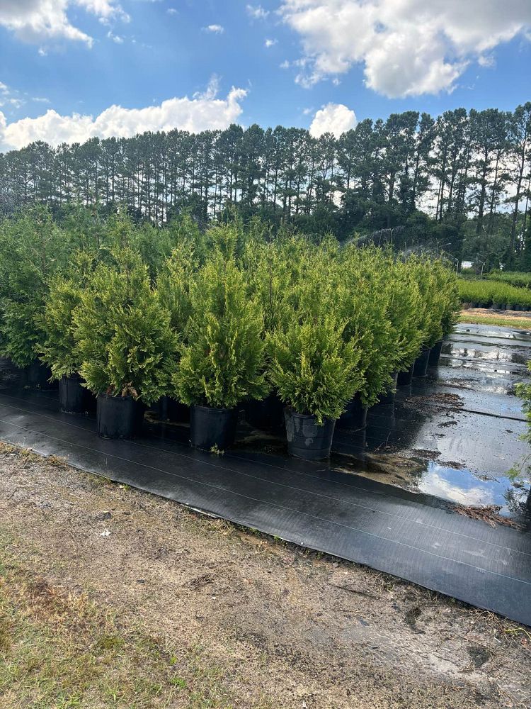 thuja-plicata-powdered-gold-western-red-cedar-giant-arborvitae-powdered-gold-arborvitae