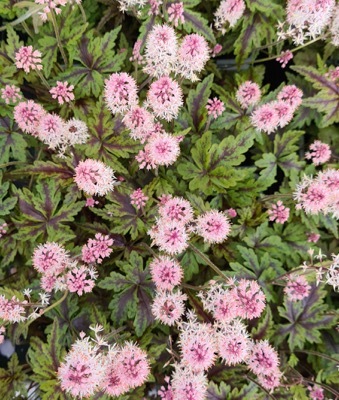 tiarella-angel-wings