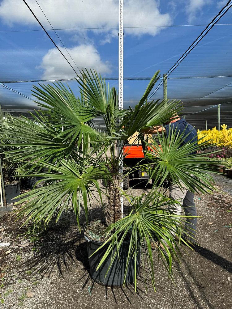 trachycarpus-fortunei-windmill-palm-chusan-palm