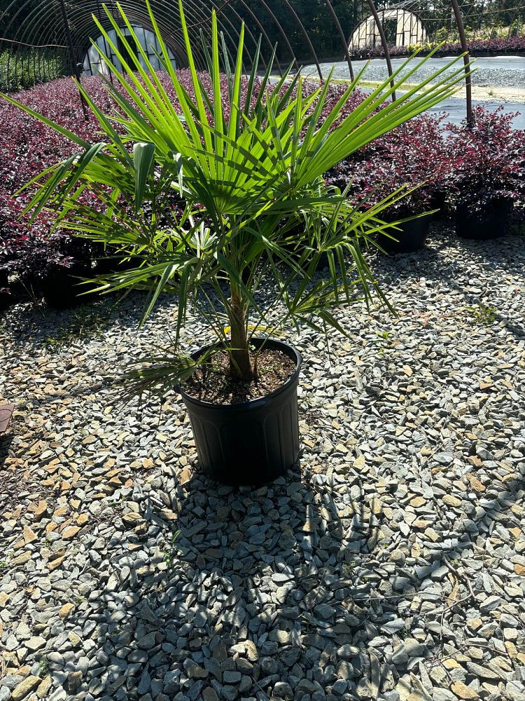 trachycarpus-fortunei-windmill-palm-chusan-palm