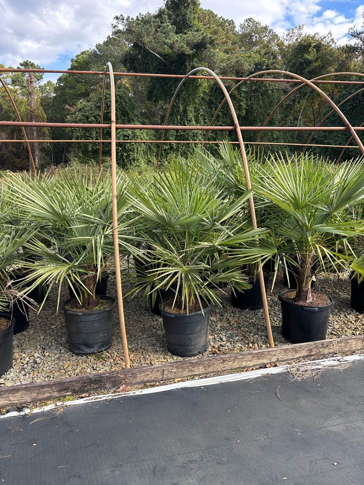 trachycarpus-fortunei-windmill-palm-chusan-palm