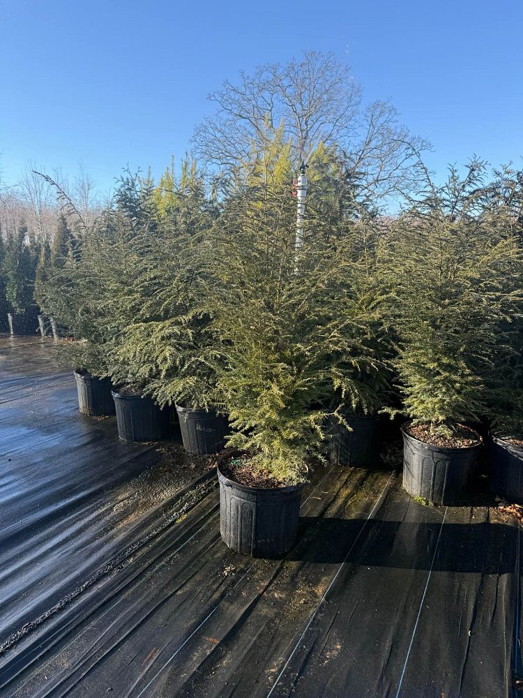 tsuga-canadensis-canadian-hemlock