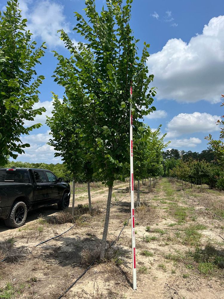 ulmus-americana-princeton-american-elm