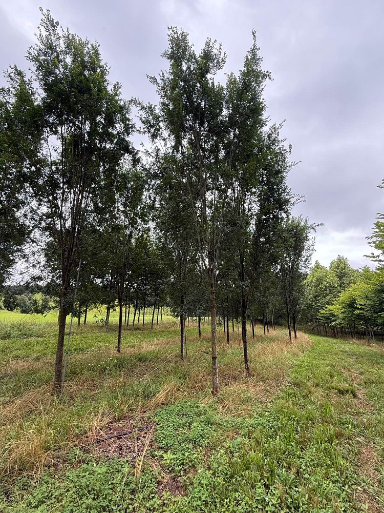 ulmus-parvifolia-bsnupf-chinese-elm-everclear-lacebark-elm