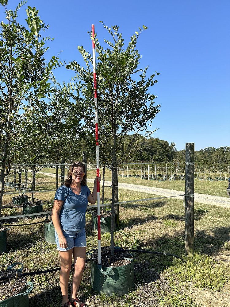 ulmus-parvifolia-chinese-elm-lacebark-elm