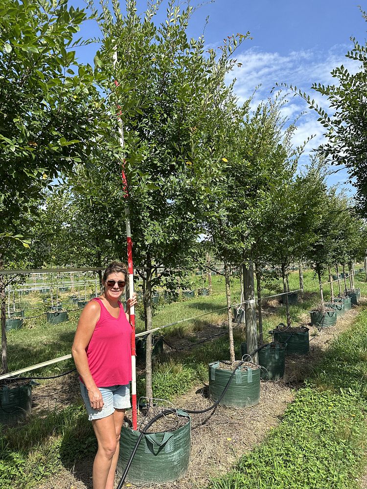 ulmus-parvifolia-chinese-elm-lacebark-elm