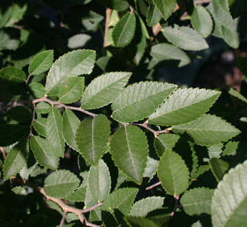 ulmus-parvifolia-emer-ii-chinese-elm-allee-lacebark-elm